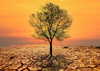 Çatlamış topraklarda çıplak ağaçların olduğu sahne