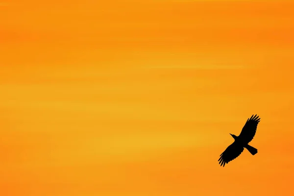 Silueta Pájaro Volando Cielo Hermoso Atardecer — Foto de Stock
