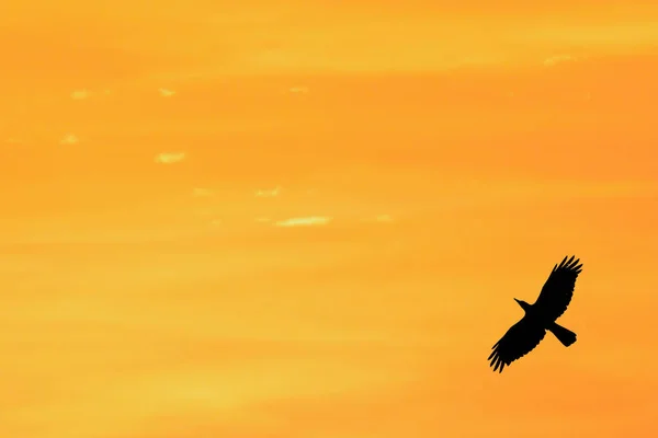 Silhouette Eines Vogels Der Den Wunderschönen Sonnenuntergang Fliegt — Stockfoto