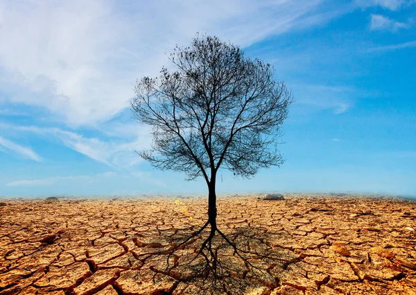 Baum Der Wüste Und Rissiger Boden — Stockfoto