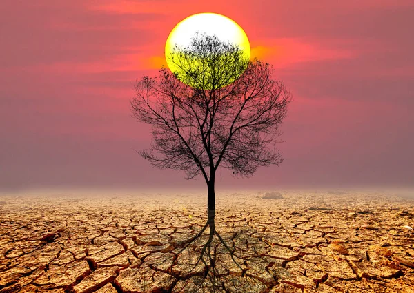 Çatlamış topraklarda çıplak ağaçların olduğu sahne
