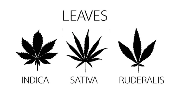 Cannabis Leaves Shapes Illustration Indica Sativa Ruderalis — Stock Photo, Image