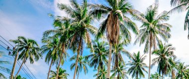 Bulutlu mavi gökyüzü arkaplanındaki palmiye ağaçlarının görünümü