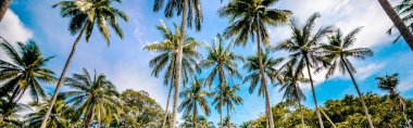 Bulutlu mavi gökyüzü arkaplanındaki palmiye ağaçlarının görünümü