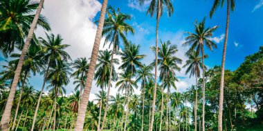 Bulutlu mavi gökyüzü arkaplanındaki palmiye ağaçlarının görünümü
