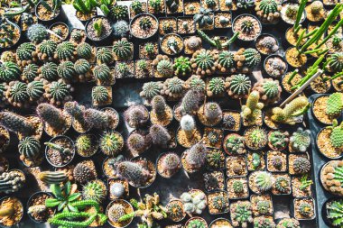 Bahçede süslenmiş saksılarda kaktüsler ve satılık kaktüsler.