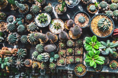 Bahçede süslenmiş saksılarda kaktüsler ve satılık kaktüsler.