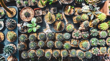 Bahçede süslenmiş saksılarda kaktüsler ve satılık kaktüsler.