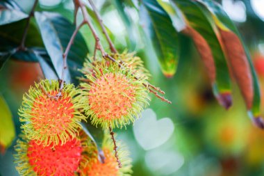 Yeşillikte yetişen ağaç meyvesi