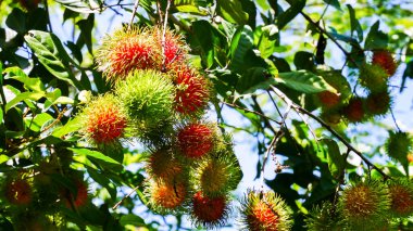 Yeşillikte yetişen ağaç meyvesi