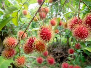 Yeşillikte yetişen ağaç meyvesi
