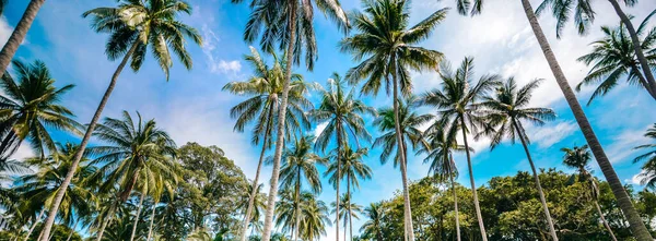 View Palm Trees Cloudy Blue Sky Background — Stock Photo, Image