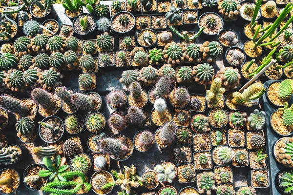 Bahçede süslenmiş saksılarda kaktüsler ve satılık kaktüsler.