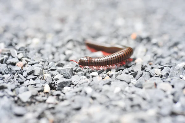 Close Millipedes Walking Gravel — Stock fotografie