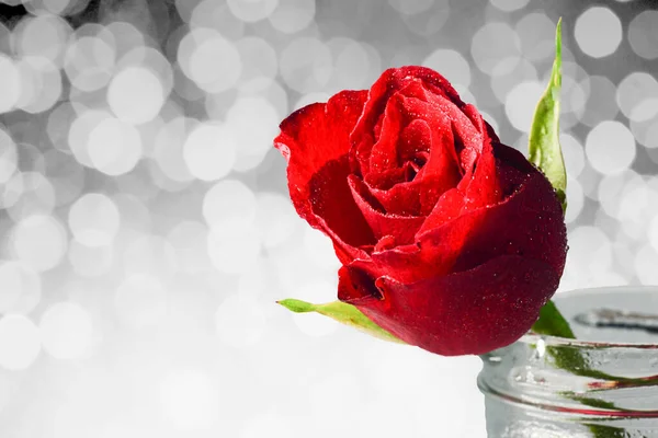 Close Red Rose Flower Jar Copy Space — Stock Photo, Image