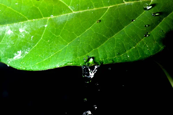 Water Drops Green Leaf Black Background — Stock Photo, Image