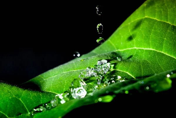 Gotas Água Uma Folha Verde Fundo Preto — Fotografia de Stock