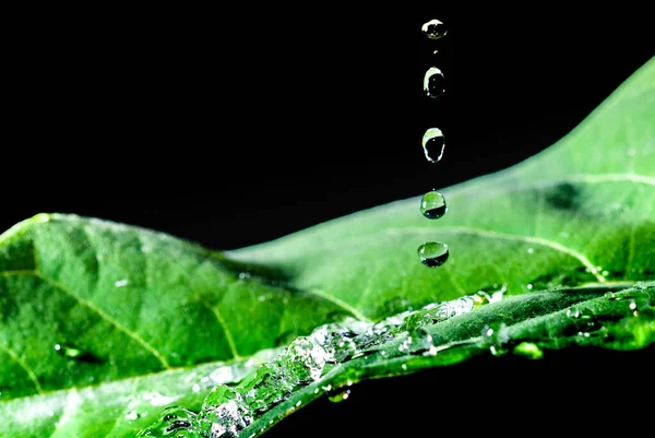Vatten Droppar Ett Grönt Löv Svart Bakgrund — Stockfoto