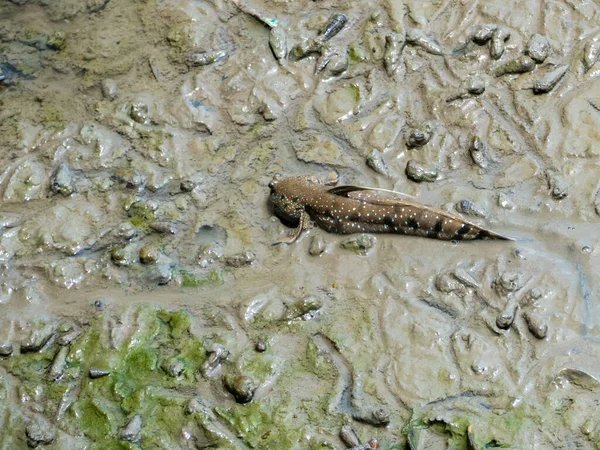 Nahaufnahme Von Mudskipper Fischen Sonnen Sich Schlamm Meeresufer — Stockfoto