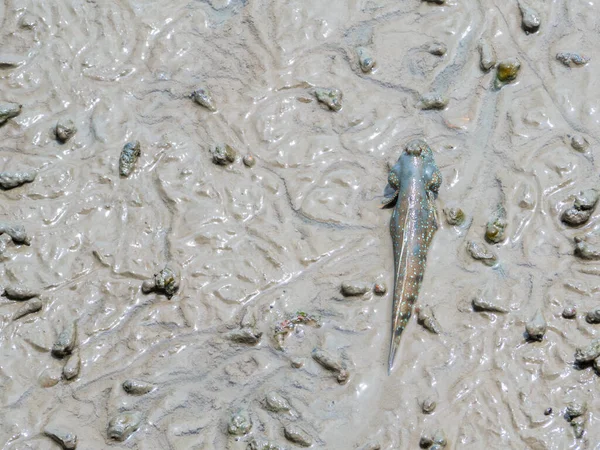 泥だらけの魚が海岸の泥の中で日光浴をし — ストック写真