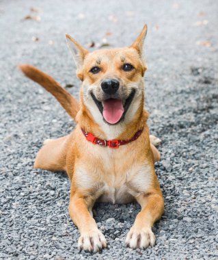 Kahverengi Tayland köpeği mutlu bir şekilde uyuyor..