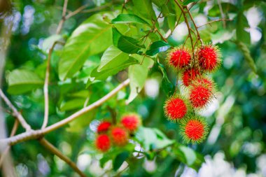 Rambutan kırmızısı Rambutan ağacında. İştah açıcı Tayland meyvesi. Yapraklı taze Rambutan. Ağaçta Rambutan, tropik meyve, Rambutan ağacı arka planı, meyve bahçesi, Tayland 'dan Rambutan.