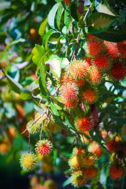 Rambutan kırmızısı Rambutan ağacında. İştah açıcı Tayland meyvesi. Yapraklı taze Rambutan. Ağaçta Rambutan, tropik meyve, Rambutan ağacı arka planı, meyve bahçesi, Tayland 'dan Rambutan.