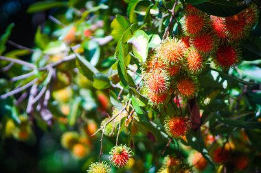 Rambutan kırmızısı Rambutan ağacında. İştah açıcı Tayland meyvesi. Yapraklı taze Rambutan. Ağaçta Rambutan, tropik meyve, Rambutan ağacı arka planı, meyve bahçesi, Tayland 'dan Rambutan.