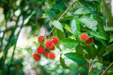 Rambutan kırmızısı Rambutan ağacında. İştah açıcı Tayland meyvesi. Yapraklı taze Rambutan. Ağaçta Rambutan, tropik meyve, Rambutan ağacı arka planı, meyve bahçesi, Tayland 'dan Rambutan.