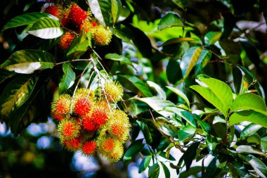 Rambutan kırmızısı Rambutan ağacında. İştah açıcı Tayland meyvesi. Yapraklı taze Rambutan. Ağaçta Rambutan, tropik meyve, Rambutan ağacı arka planı, meyve bahçesi, Tayland 'dan Rambutan.