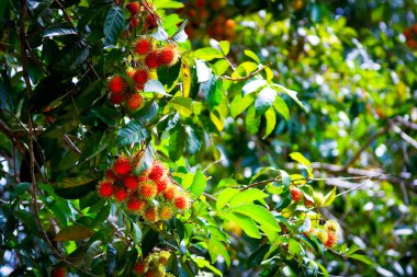 Rambutan kırmızısı Rambutan ağacında. İştah açıcı Tayland meyvesi. Yapraklı taze Rambutan. Ağaçta Rambutan, tropik meyve, Rambutan ağacı arka planı, meyve bahçesi, Tayland 'dan Rambutan.