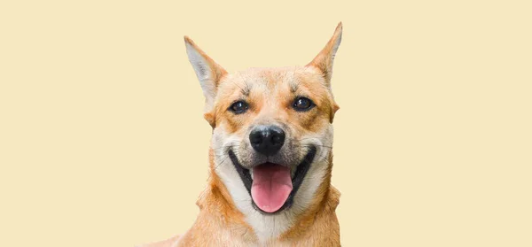 Brown Thai Cão Dormindo Sorrindo Feliz Com Caminho Recorte Banner — Fotografia de Stock