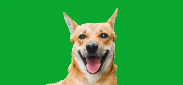 Brown Thai Dog Sleeping Smiling Happily Clipping Path — Stock Photo, Image