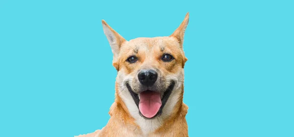 Hnědý Thajský Pes Spí Šťastně Usmívá Ostříhanou Pěšinou Banner Usměvaví — Stock fotografie
