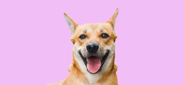 Brown Thai Dog Sleeping Smiling Happily Clipping Path Banner Smiling — Stock Photo, Image