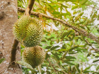 Taze Durian meyvesi Tayland 'daki durian ağacında..