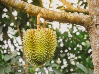 Taze Durian meyvesi Tayland 'daki durian ağacında..