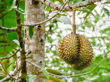 Taze Durian meyvesi Tayland 'daki durian ağacında..