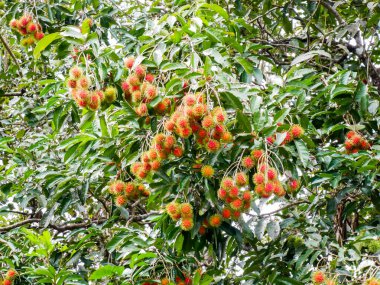 Rambutan ağacında Rambutan meyvesi. Tay meyvesi. Olgunlaştığında tatlı ve lezzetli olur..
