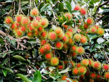 Rambutan ağacında Rambutan meyvesi. Tay meyvesi. Olgunlaştığında tatlı ve lezzetli olur..
