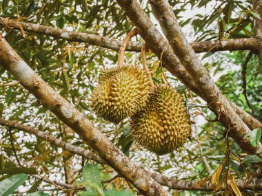 Taze Durian meyvesi Tayland 'daki durian ağacında..