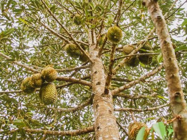 Taze Durian meyvesi Tayland 'daki durian ağacında..