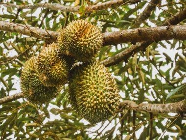 Taze Durian meyvesi Tayland 'daki durian ağacında..
