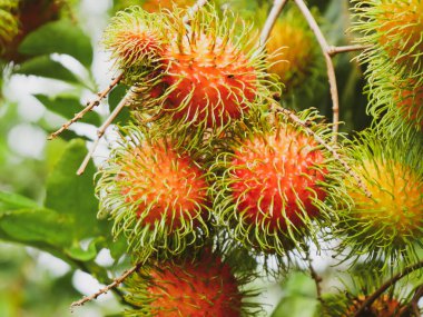 Rambutan ağacında Rambutan meyvesi. Tay meyvesi. Olgunlaştığında tatlı ve lezzetli olur..