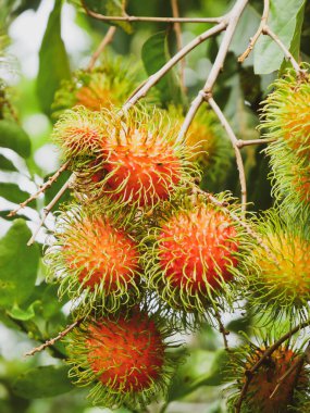 Rambutan ağacında Rambutan meyvesi. Tay meyvesi. Olgunlaştığında tatlı ve lezzetli olur..