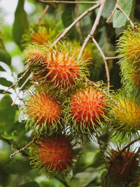Rambutan ağacında Rambutan meyvesi. Tay meyvesi. Olgunlaştığında tatlı ve lezzetli olur..