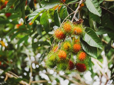 Rambutan ağacında Rambutan meyvesi. Tay meyvesi. Olgunlaştığında tatlı ve lezzetli olur..