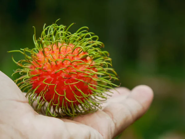 Rambutan Frukt Rambutan Träd Thailändsk Frukt Som Smakar Sött Och — Stockfoto