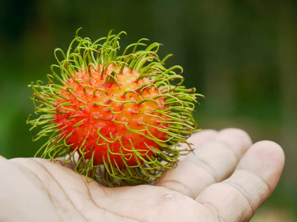 Fruta Rambutan Árvore Rambutan Fruta Tailandesa Que Tem Sabor Doce — Fotografia de Stock