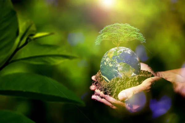 Tree in hand. Earth saving and  Environment concept. Hands Holding Globe Glass In Green Forest. element of the picture is decorated by NASA